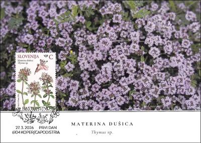 MATERINA DUŠICA - DIVJE ZAČIMBE